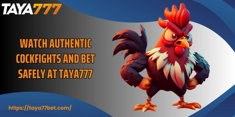 Watch authentic cockfights and bet safely at TAYA777